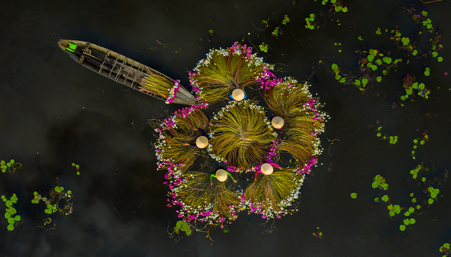 Water lilly, Vietnam